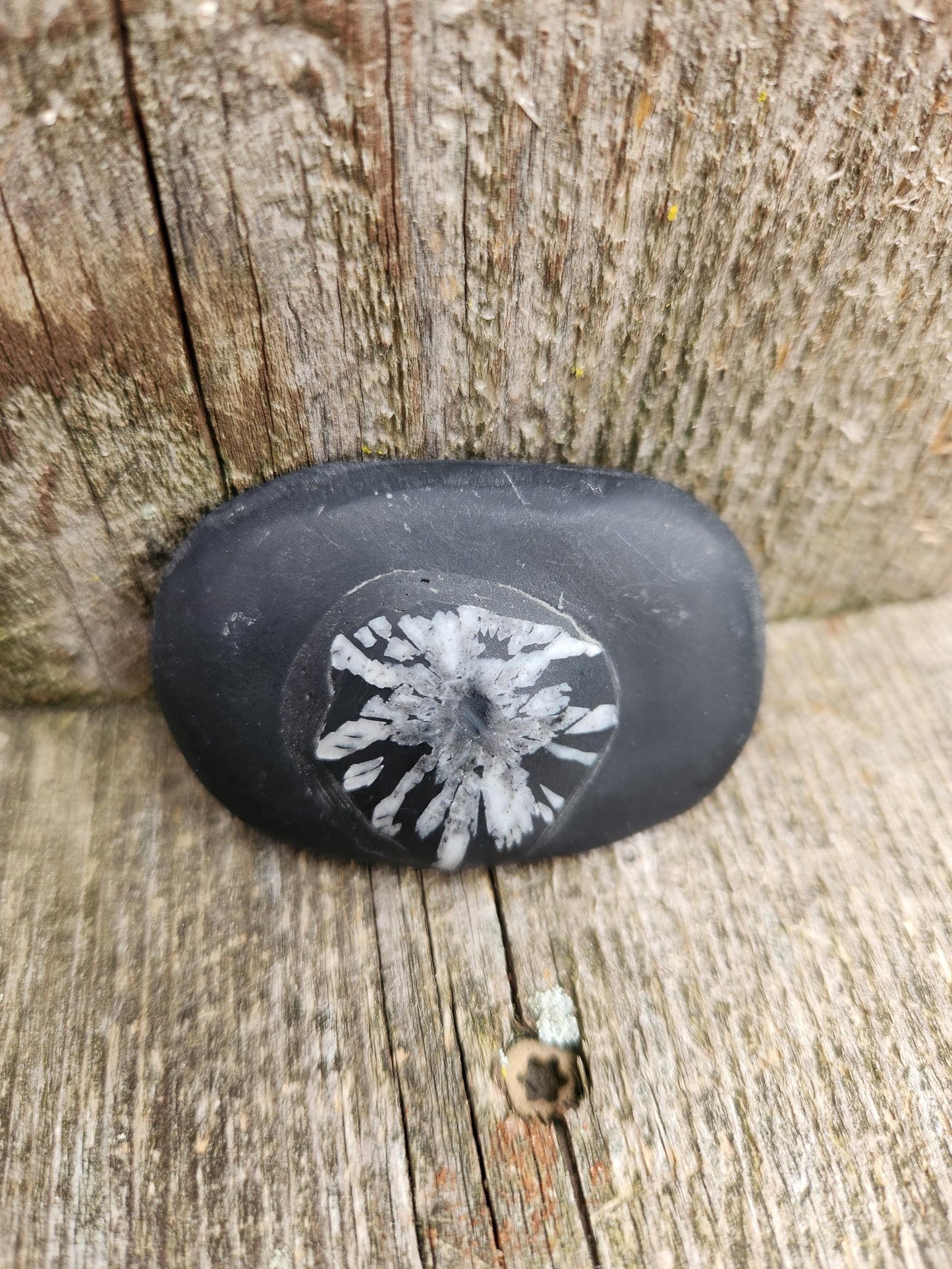 Beautifully Smooth Chrysanthemum Stone Crystal, Palm Stone
