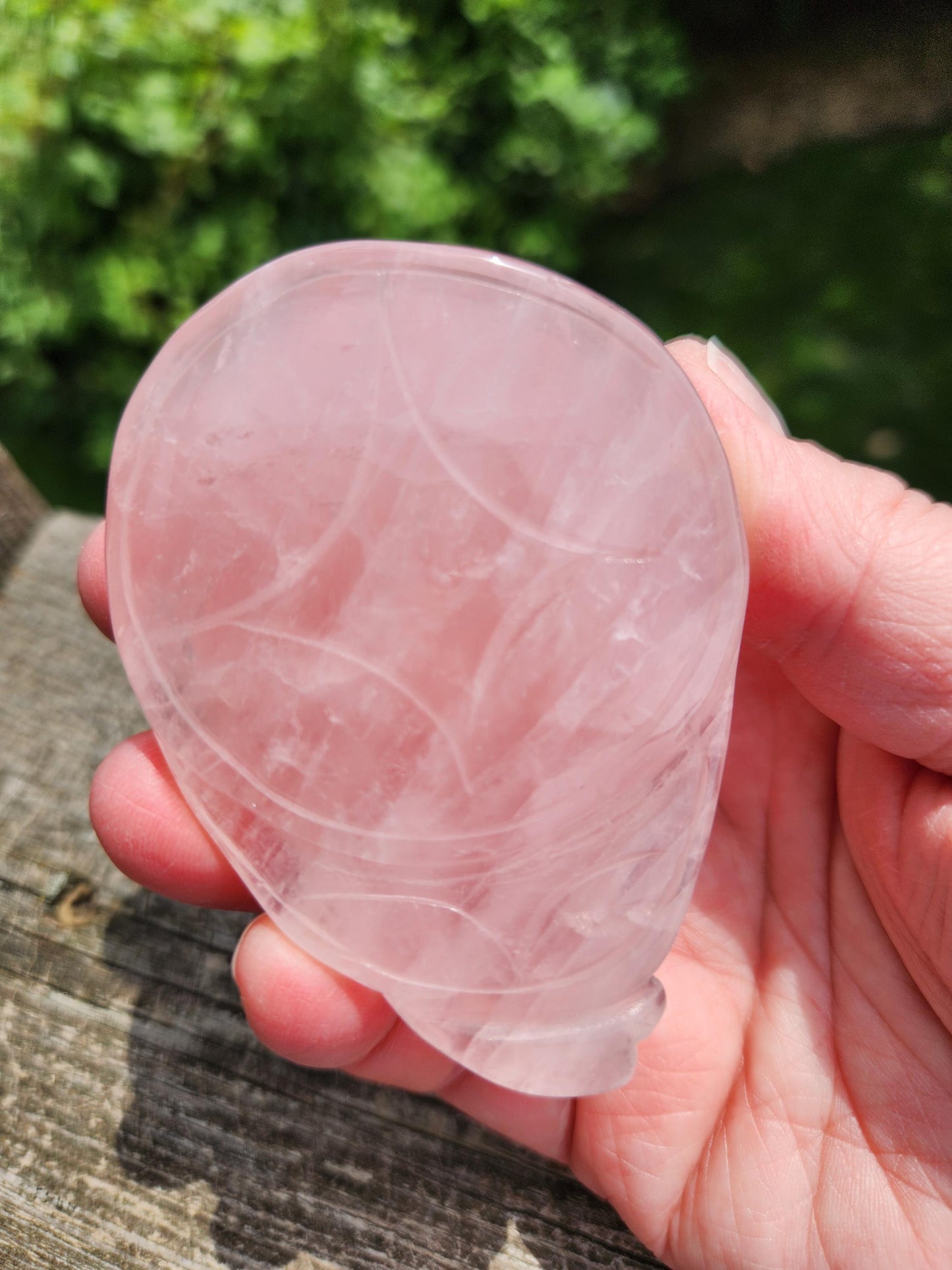 Gorgeous AAA Rose Quartz with Golden Healer Crystal Money Toad All Natural, Large, Unique