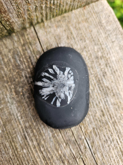 Beautifully Smooth Chrysanthemum Stone Crystal, Palm Stone