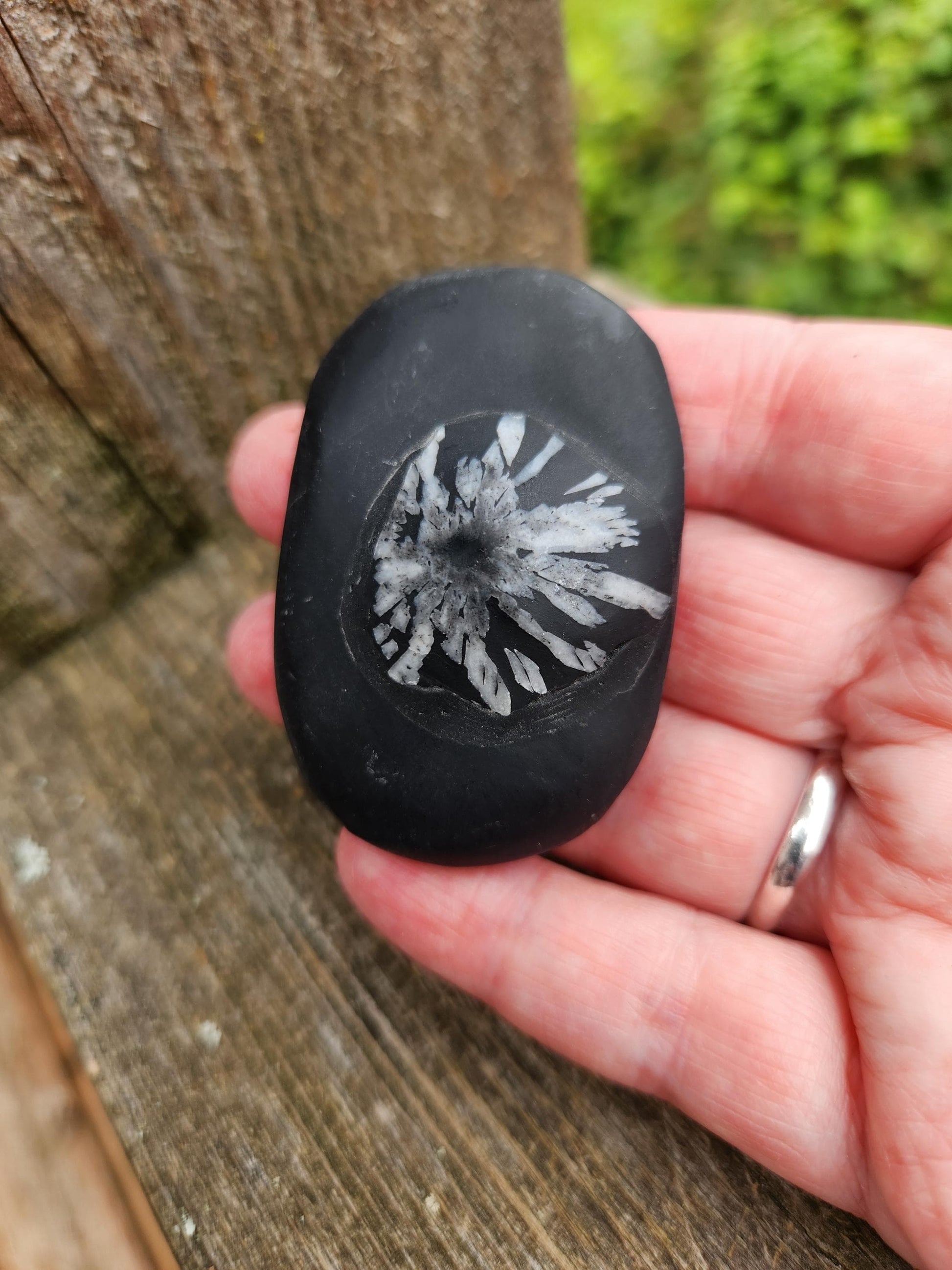 Beautifully Smooth Chrysanthemum Stone Crystal, Palm Stone