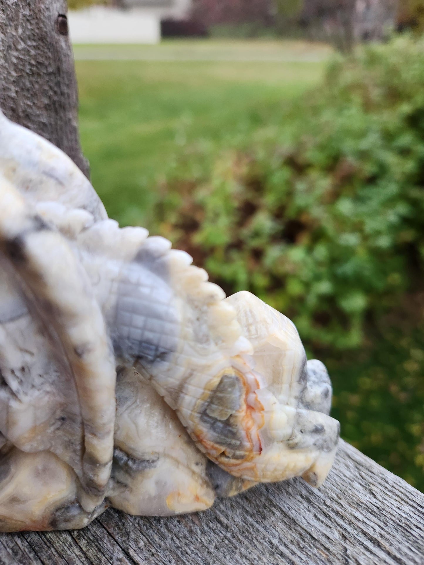 Natural Crazy Lace Agate Crystal Carved Full Body Dragon, DND