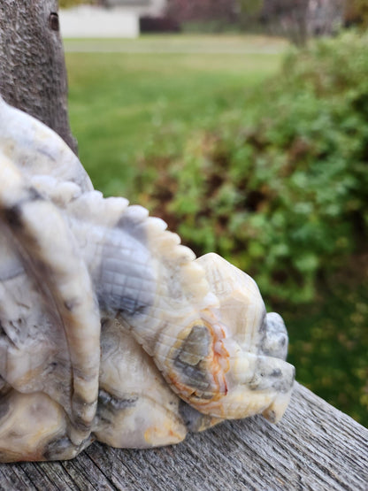 Natural Crazy Lace Agate Crystal Carved Full Body Dragon, DND