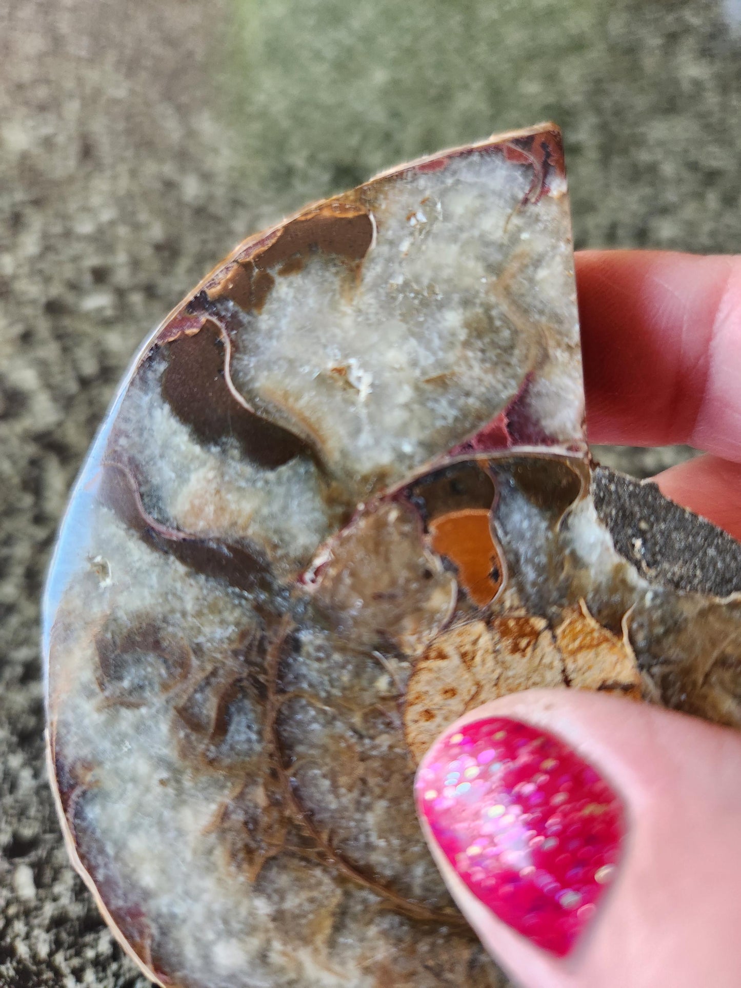 Polished Ammonite Fossil Halves: Natural Crystal Healing Decor, Nautilus Fossil
