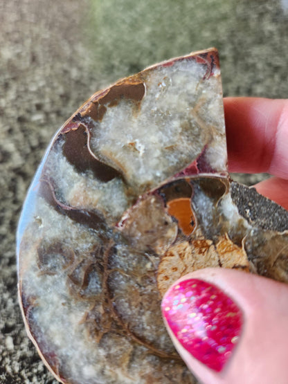 Polished Ammonite Fossil Halves: Natural Crystal Healing Decor, Nautilus Fossil