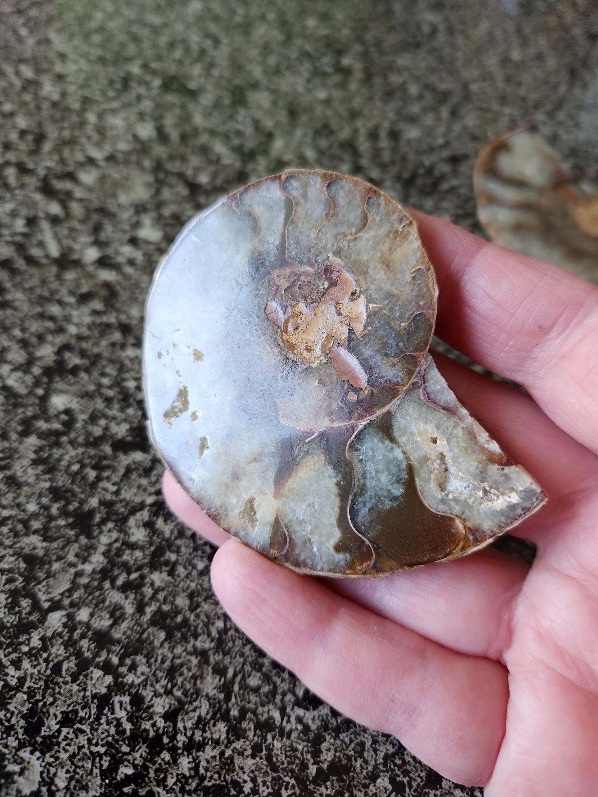 Polished Ammonite Fossil Halves: Natural Crystal Healing Decor, Nautilus Fossil
