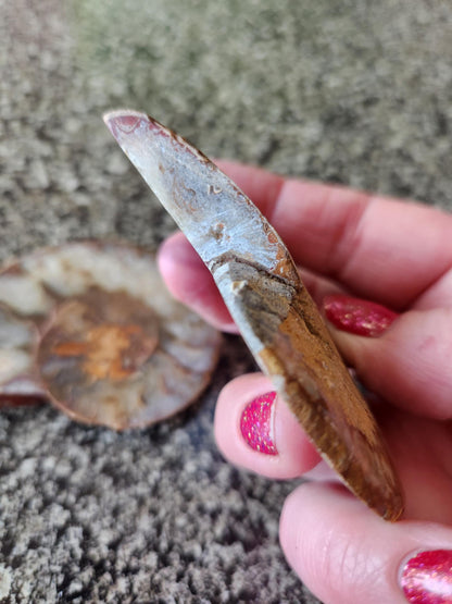 Polished Ammonite Fossil Halves: Natural Crystal Healing Decor, Nautilus Fossil