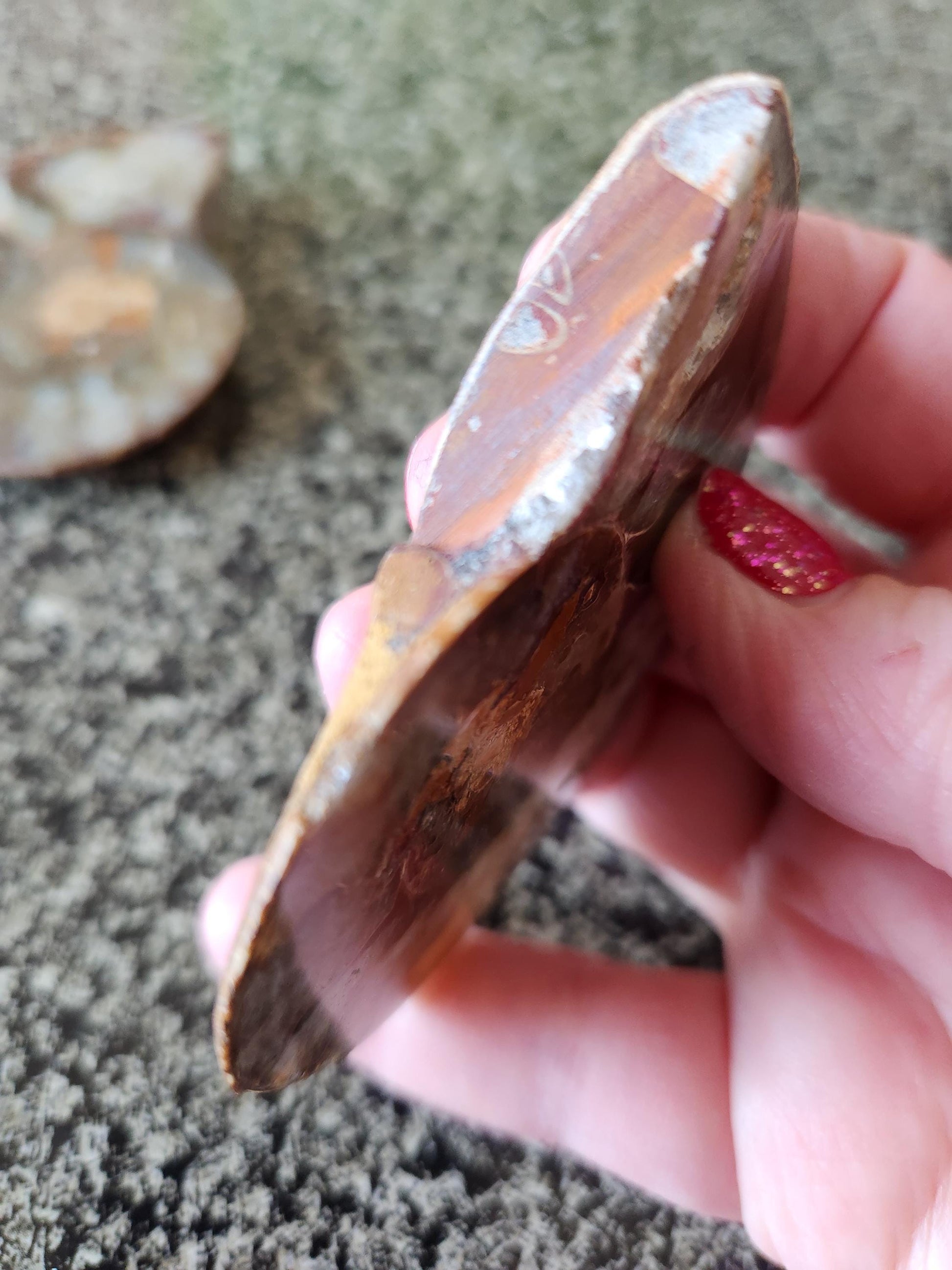 Polished Ammonite Fossil Halves: Natural Crystal Healing Decor, Nautilus Fossil