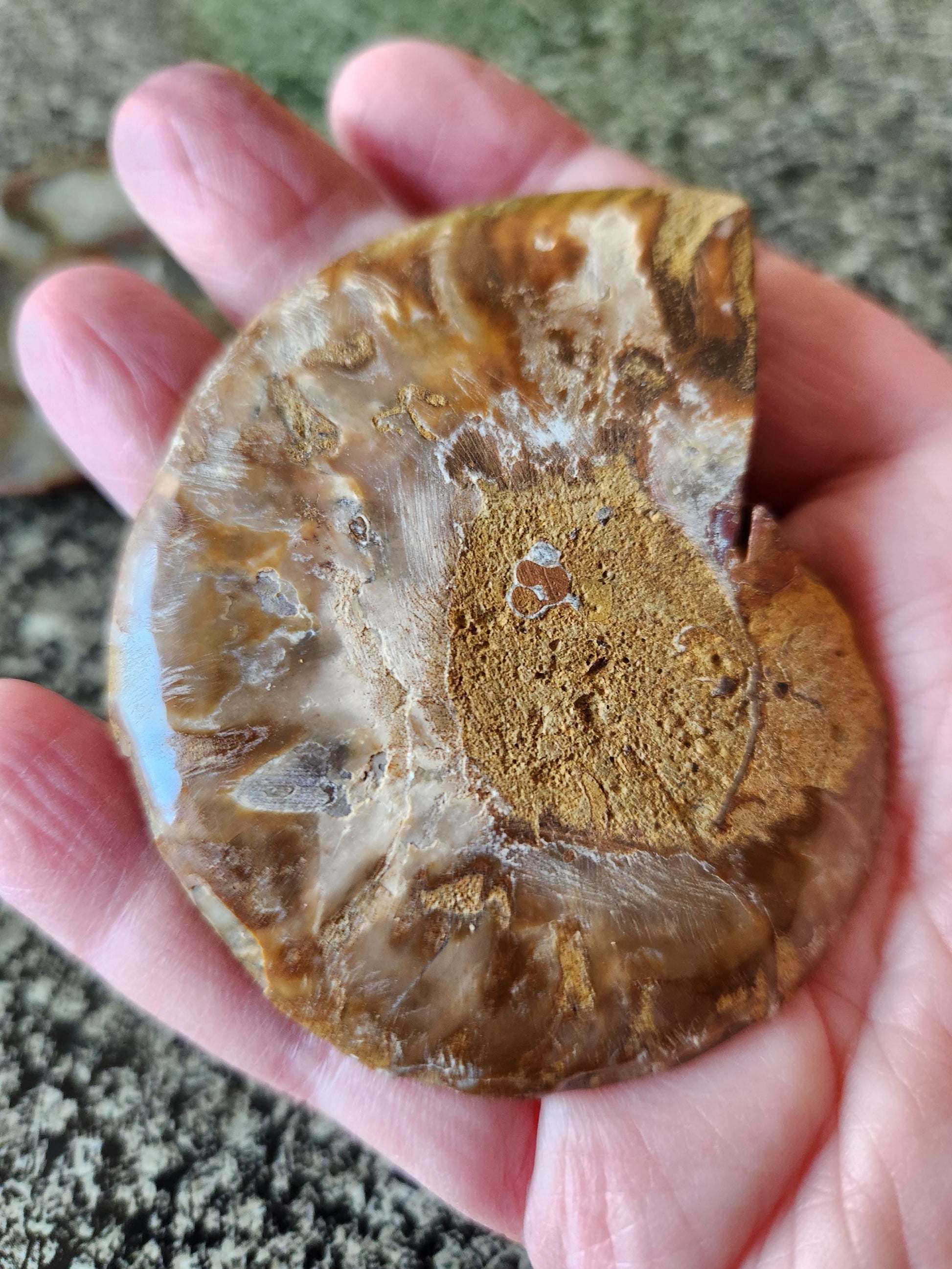 Polished Ammonite Fossil Halves: Natural Crystal Healing Decor, Nautilus Fossil