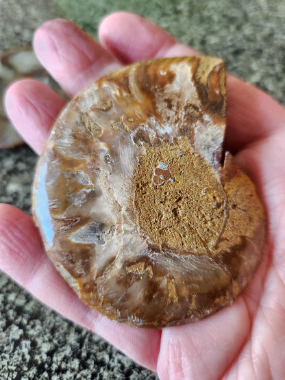 Polished Ammonite Fossil Halves: Natural Crystal Healing Decor, Nautilus Fossil