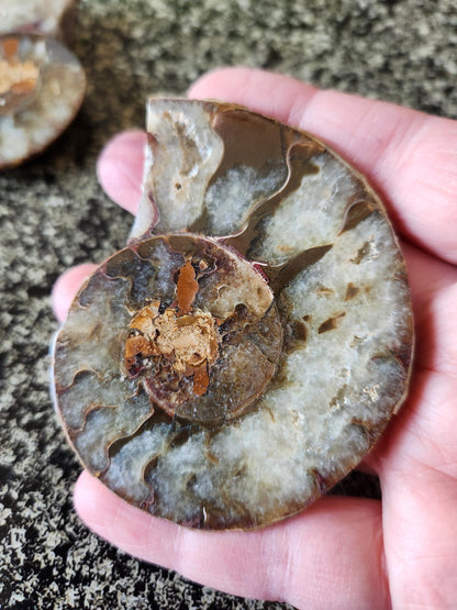 Polished Ammonite Fossil Halves: Natural Crystal Healing Decor, Nautilus Fossil