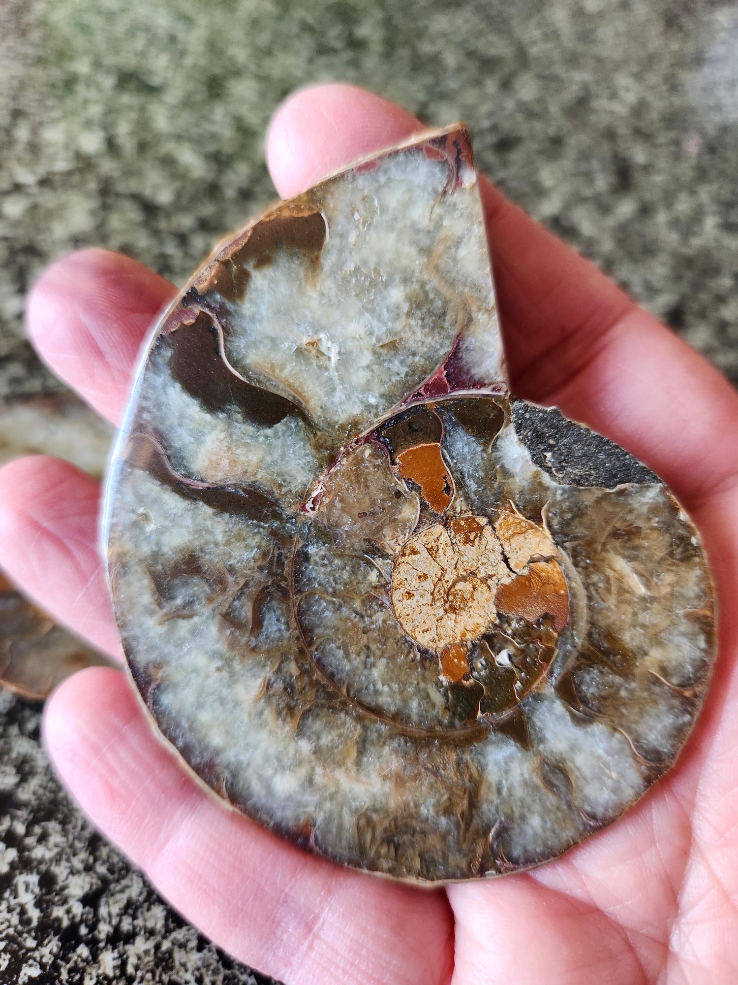 Polished Ammonite Fossil Halves: Natural Crystal Healing Decor, Nautilus Fossil