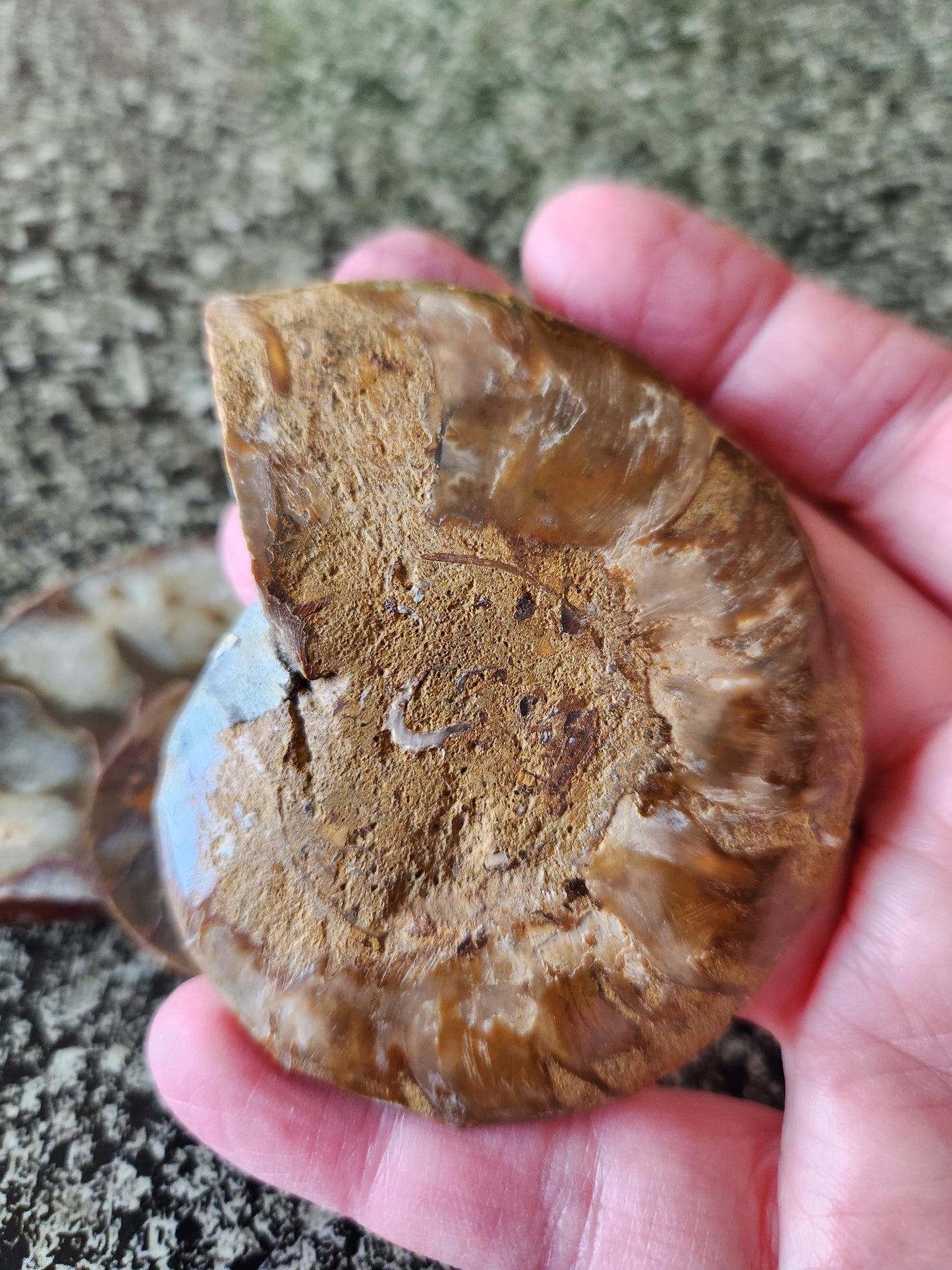 Polished Ammonite Fossil Halves: Natural Crystal Healing Decor, Nautilus Fossil