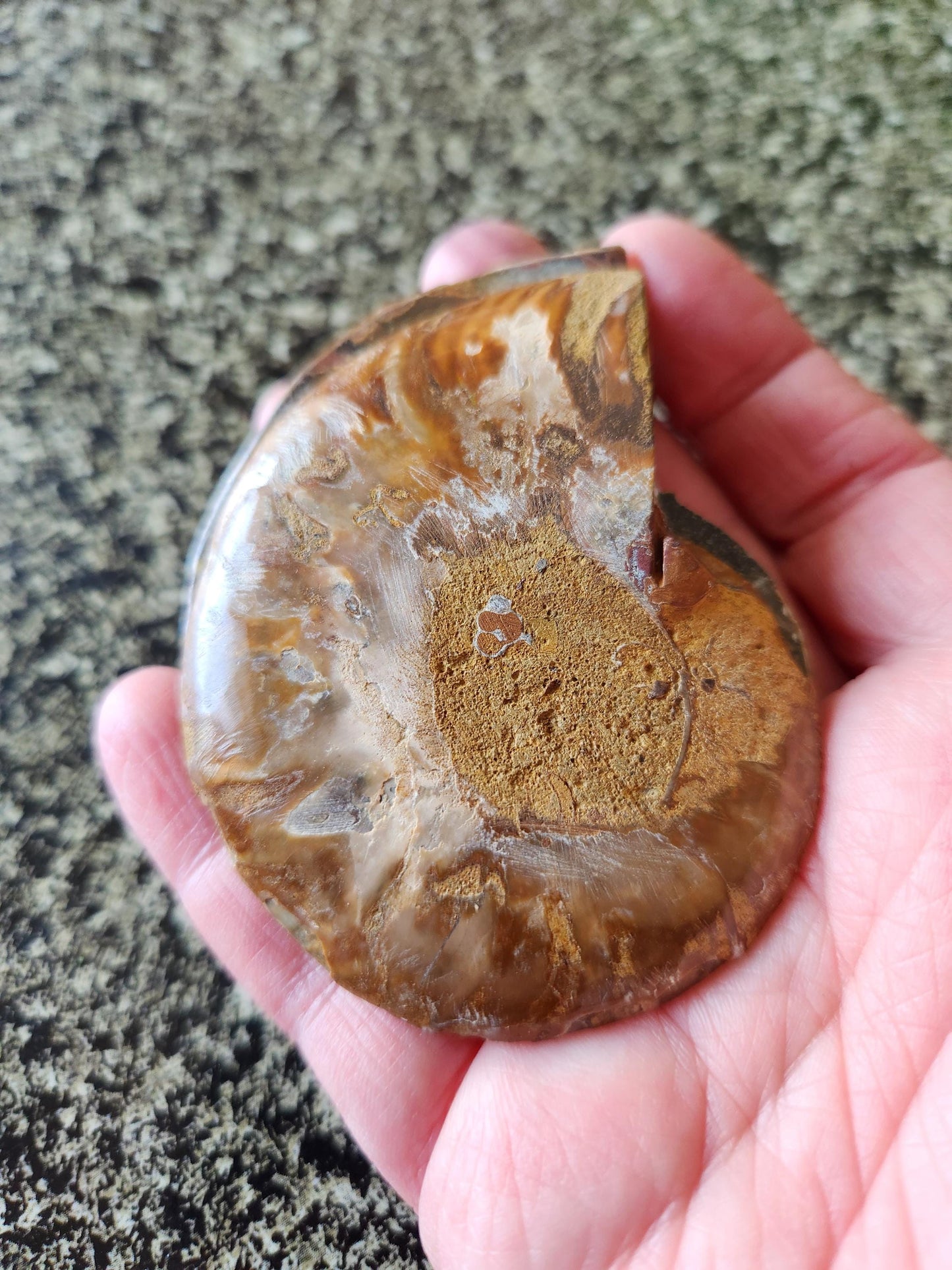Polished Ammonite Fossil Halves: Natural Crystal Healing Decor, Nautilus Fossil