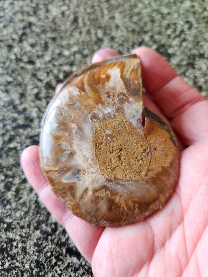 Polished Ammonite Fossil Halves: Natural Crystal Healing Decor, Nautilus Fossil