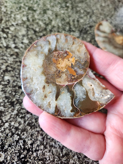 Polished Ammonite Fossil Halves: Natural Crystal Healing Decor, Nautilus Fossil