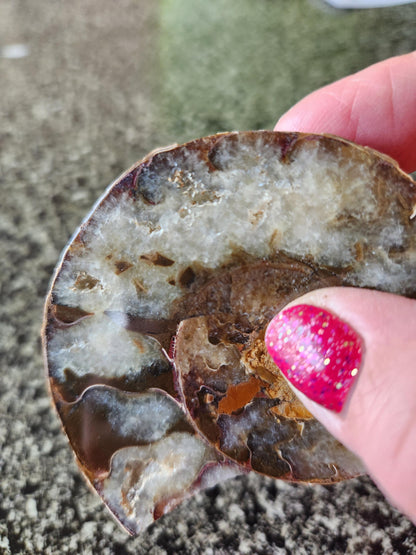 Polished Ammonite Fossil Halves: Natural Crystal Healing Decor, Nautilus Fossil