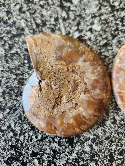 Polished Ammonite Fossil Halves: Natural Crystal Healing Decor, Nautilus Fossil