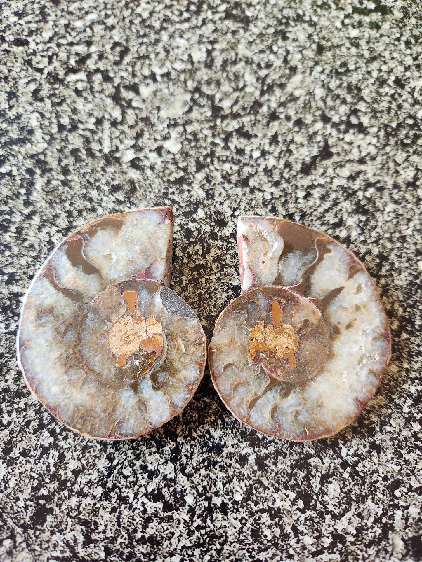Polished Ammonite Fossil Halves: Natural Crystal Healing Decor, Nautilus Fossil