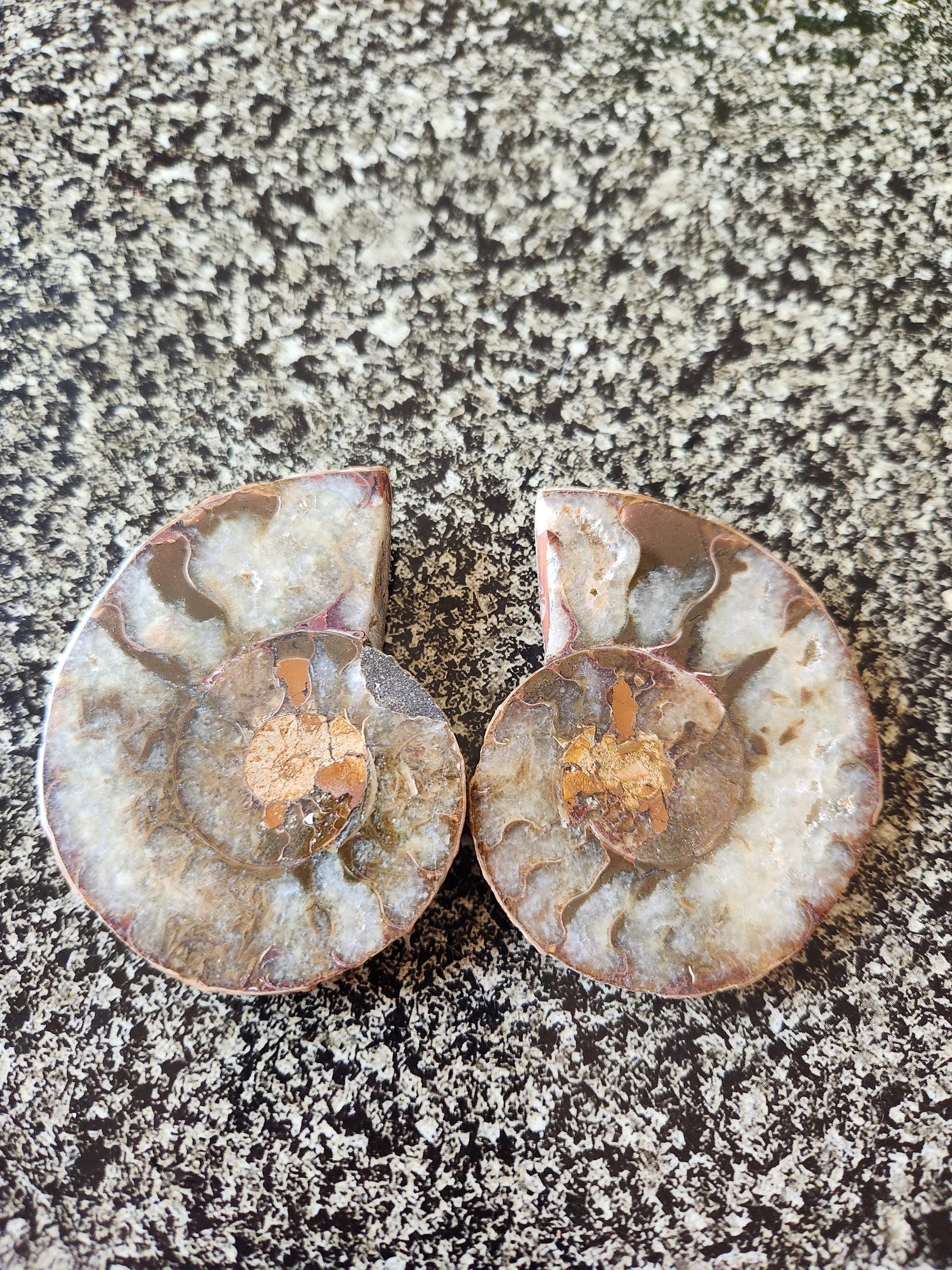 Polished Ammonite Fossil Halves: Natural Crystal Healing Decor, Nautilus Fossil