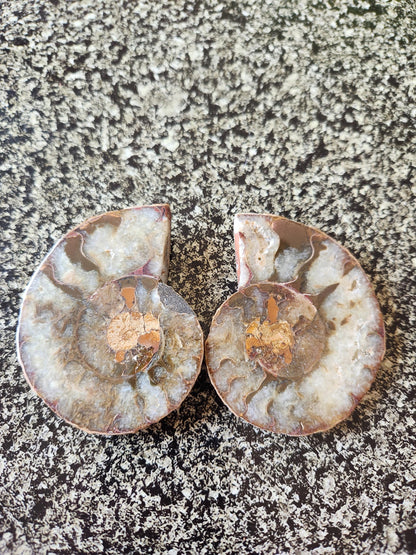 Polished Ammonite Fossil Halves: Natural Crystal Healing Decor, Nautilus Fossil