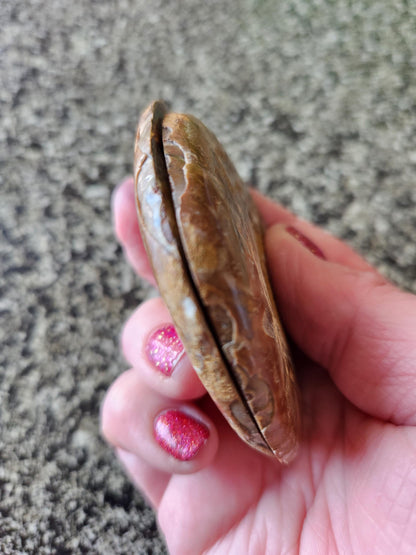 Polished Ammonite Fossil Halves: Natural Crystal Healing Decor, Nautilus Fossil