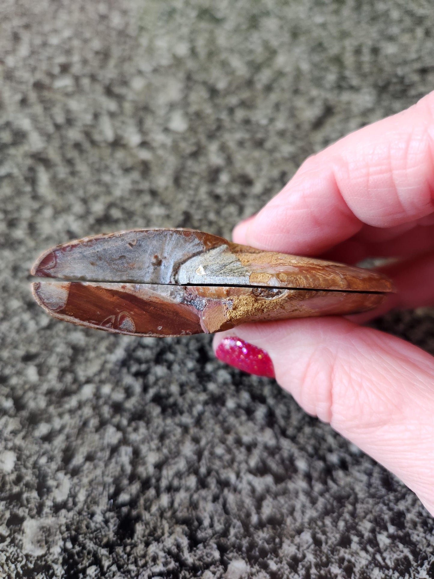 Polished Ammonite Fossil Halves: Natural Crystal Healing Decor, Nautilus Fossil