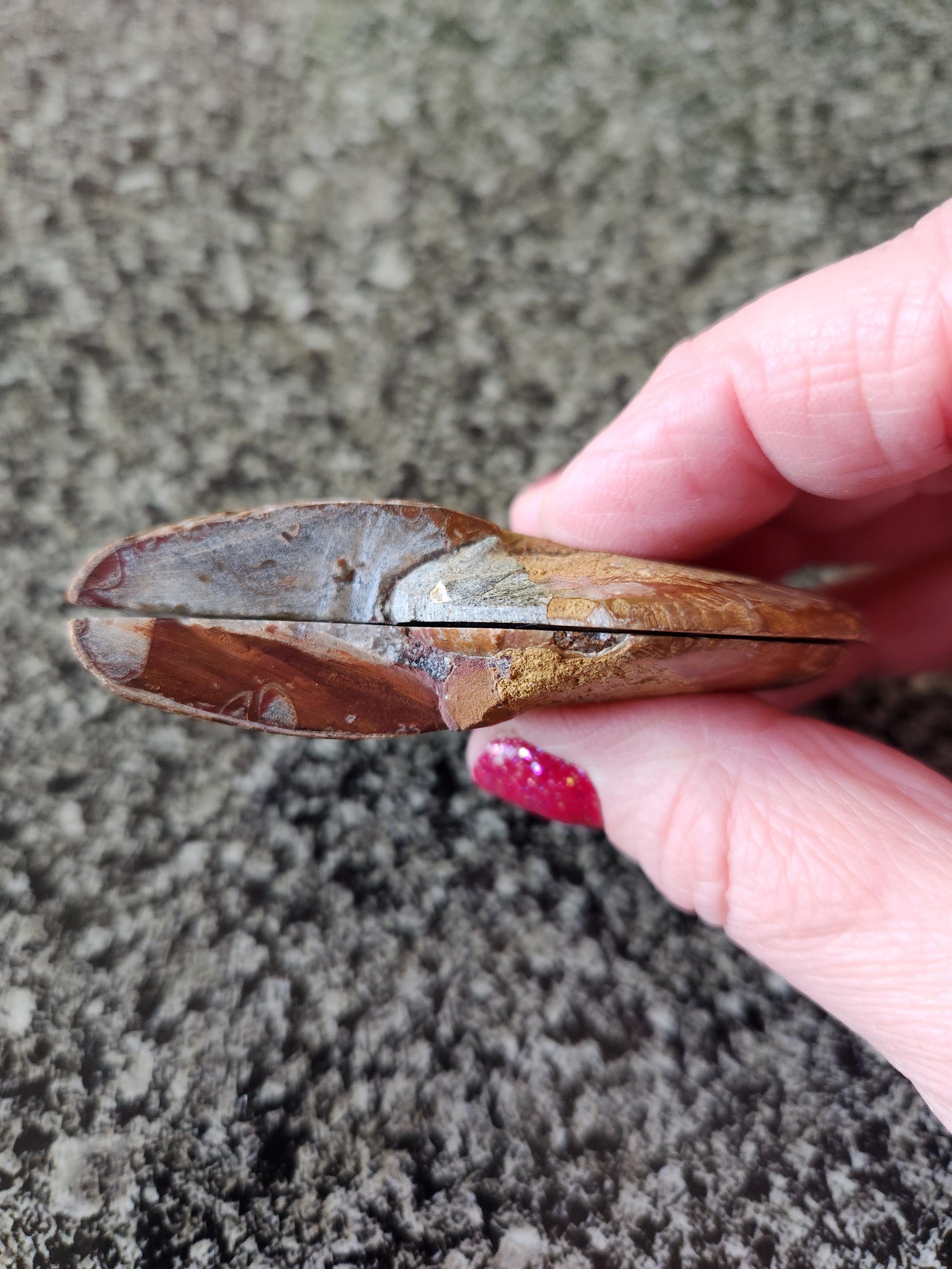 Polished Ammonite Fossil Halves: Natural Crystal Healing Decor, Nautilus Fossil