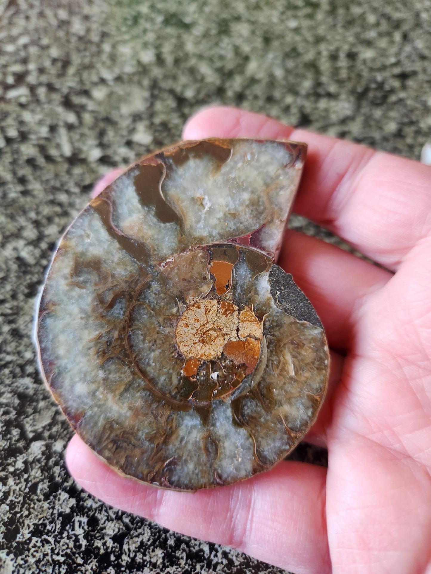 Polished Ammonite Fossil Halves: Natural Crystal Healing Decor, Nautilus Fossil