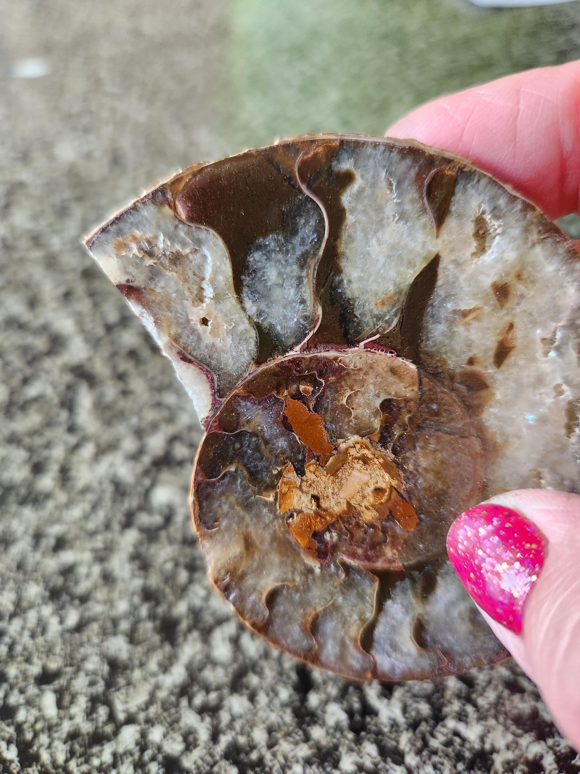 Polished Ammonite Fossil Halves: Natural Crystal Healing Decor, Nautilus Fossil