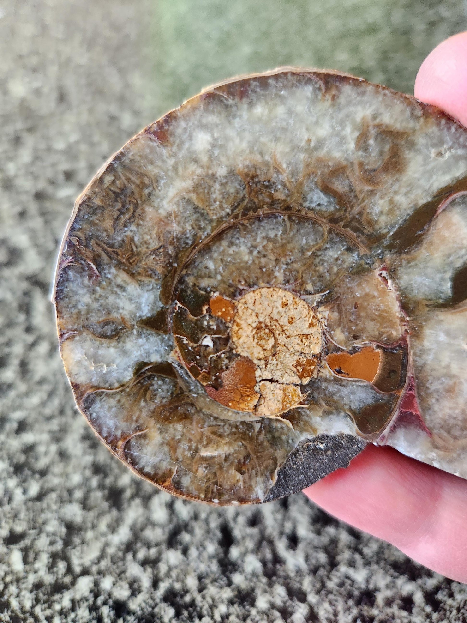 Polished Ammonite Fossil Halves: Natural Crystal Healing Decor, Nautilus Fossil