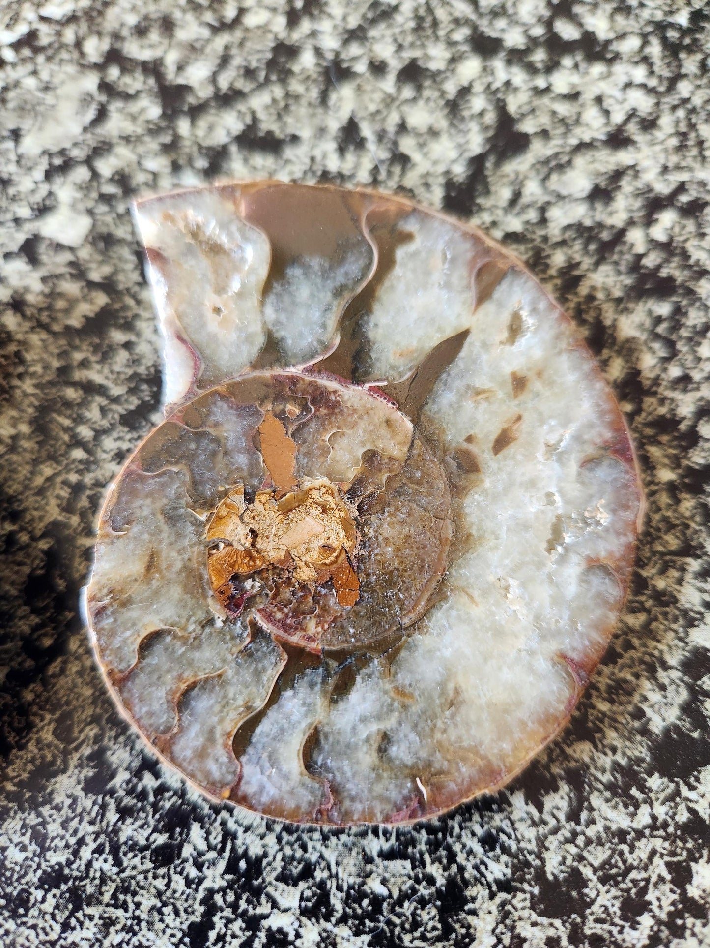 Polished Ammonite Fossil Halves: Natural Crystal Healing Decor, Nautilus Fossil