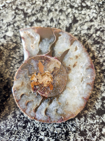 Polished Ammonite Fossil Halves: Natural Crystal Healing Decor, Nautilus Fossil