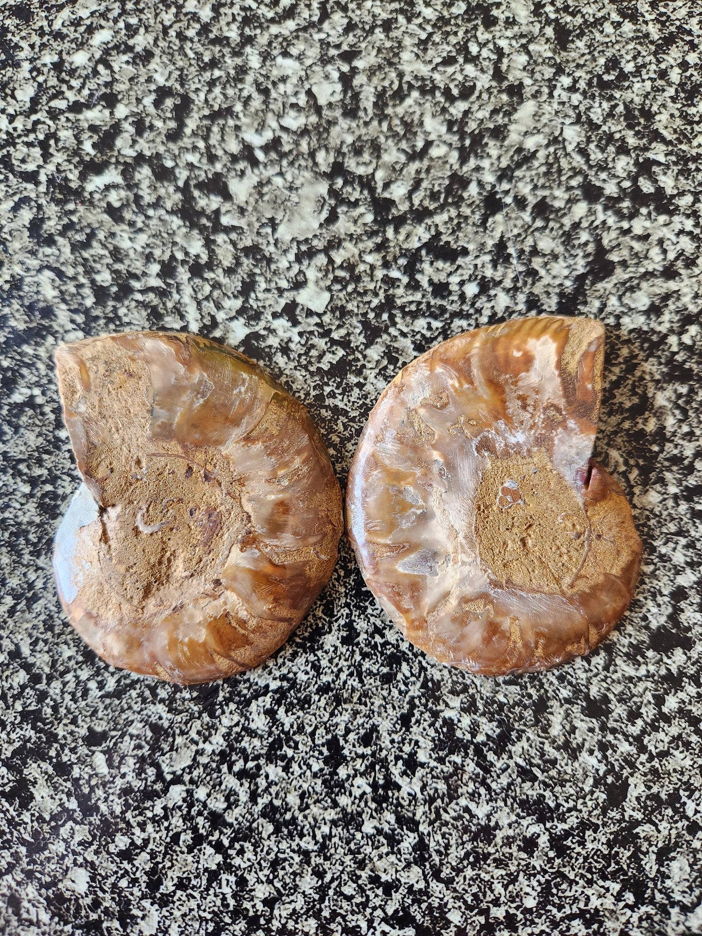 Polished Ammonite Fossil Halves: Natural Crystal Healing Decor, Nautilus Fossil