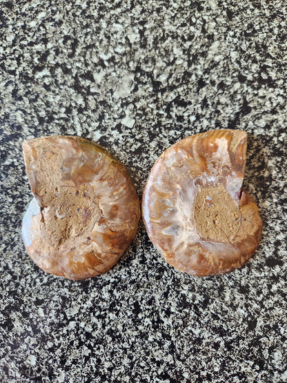 Polished Ammonite Fossil Halves: Natural Crystal Healing Decor, Nautilus Fossil
