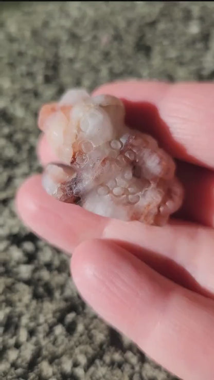 Pocket Sized Fire Quartz Crystal Money Toad All Natural, Extra Small