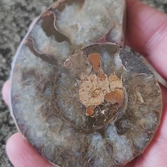 Polished Ammonite Fossil Halves: Natural Crystal Healing Decor, Nautilus Fossil