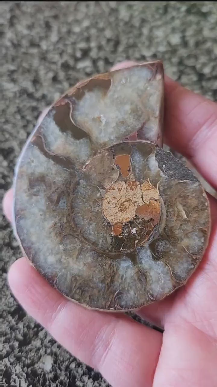 Polished Ammonite Fossil Halves: Natural Crystal Healing Decor, Nautilus Fossil
